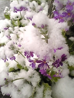 c0069552_1338714.jpg