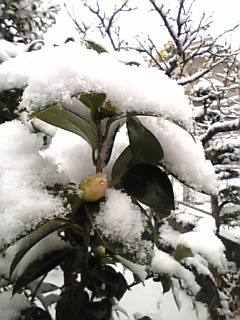 c0069552_1338845.jpg