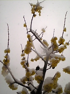 c0069552_1338862.jpg