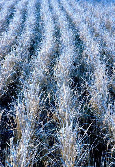 d0147530_6332920.jpg