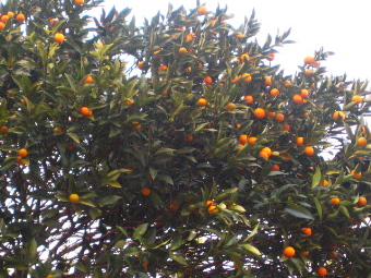 e0129137_023695.jpg