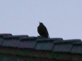 e0111346_205138.jpg