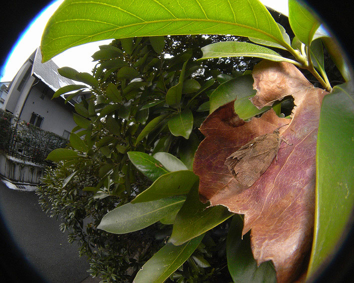 f0090680_2050354.jpg