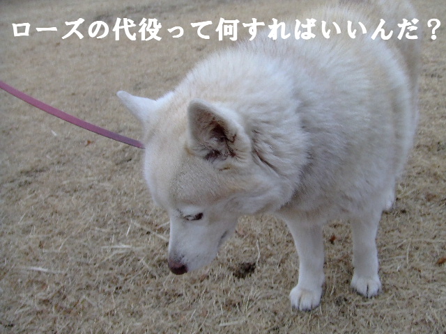 e0121548_11304611.jpg