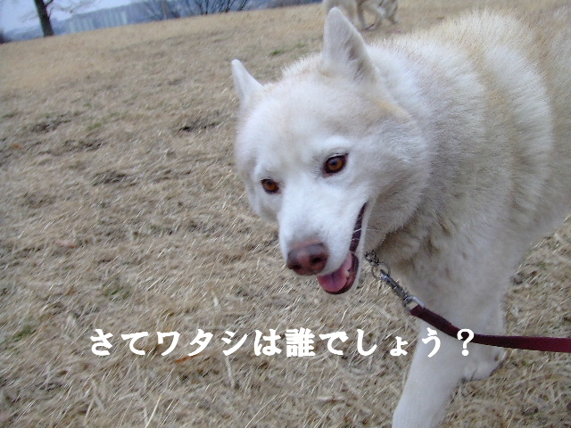 e0121548_11335291.jpg