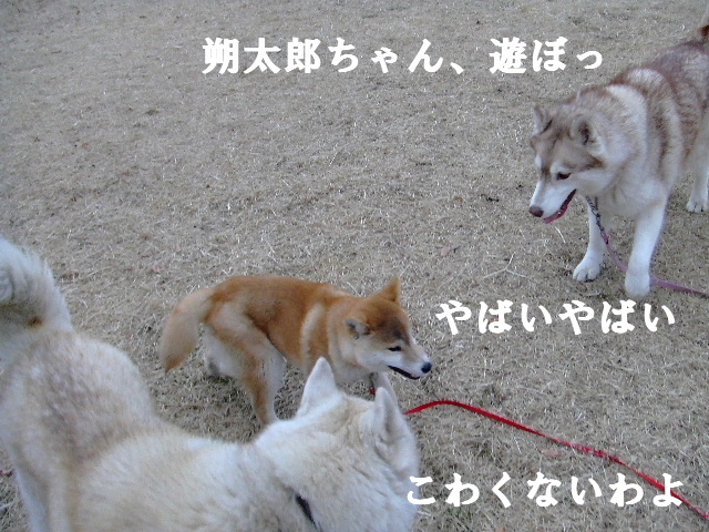 e0121548_11492770.jpg