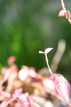 d0013149_0492762.jpg