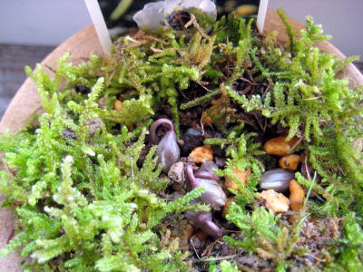 c0147952_1825576.jpg