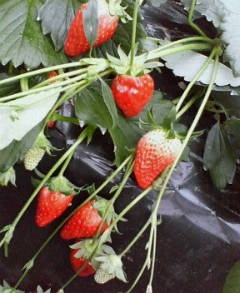 f0045956_12331011.jpg