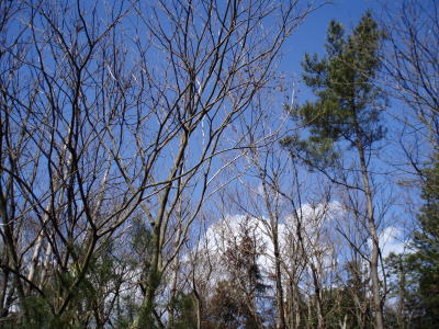 d0042157_223282.jpg