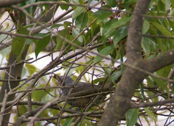 a0091666_17415646.jpg