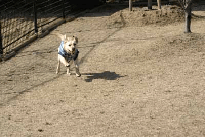 a0109207_1042126.gif