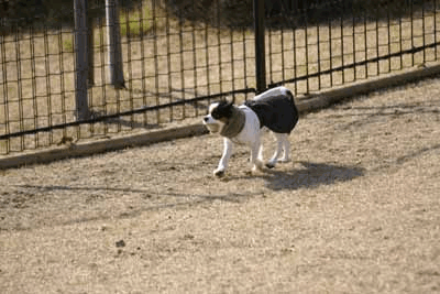 a0109207_10423766.gif