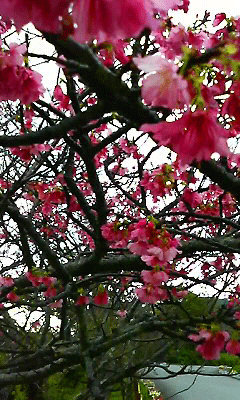 c0143711_2326374.gif