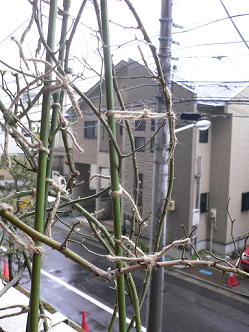 c0101913_17494331.jpg