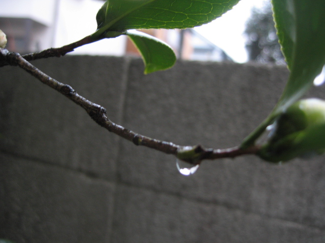 b0088037_20315054.jpg