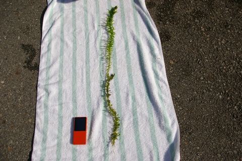 c0087937_201351.jpg