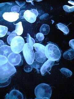 e0000847_0282540.jpg