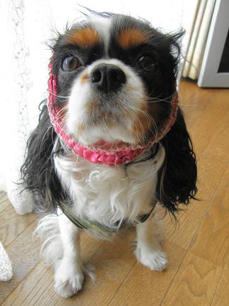 c0145250_11382010.jpg