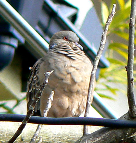 d0091754_171292.jpg