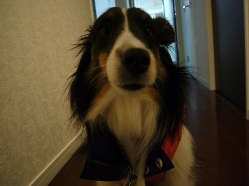 e0130008_16562627.jpg