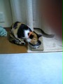c0058509_0103546.jpg