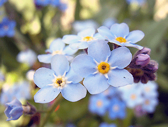 a0055913_11541817.gif