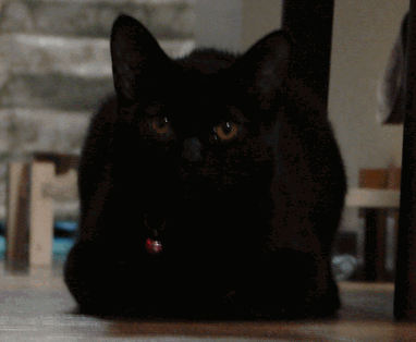 c0136736_19184038.gif