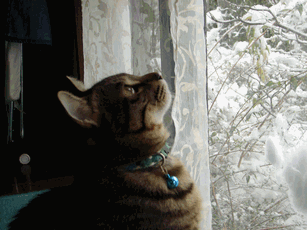 c0136736_1918958.gif