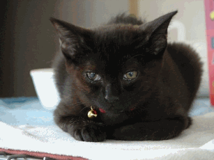 c0136736_1924597.gif