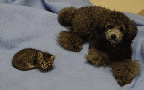 c0136736_1925545.gif