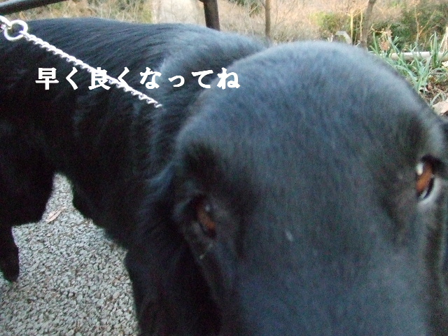 e0121548_9255490.jpg