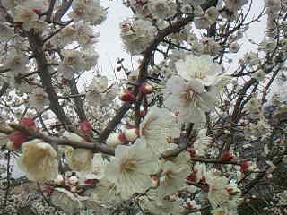 c0126205_11541679.jpg