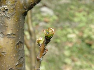 b0061107_19383430.jpg