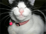 e0129411_17502297.gif