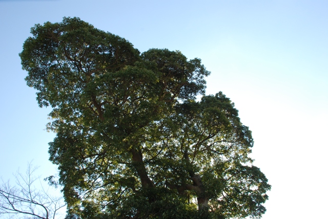 f0114520_158111.jpg