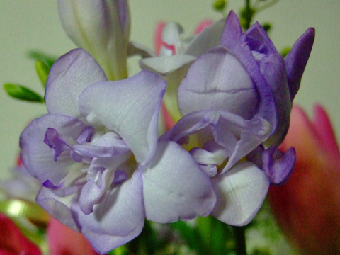 f0147025_054088.jpg