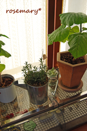 a0062983_11395763.jpg