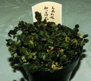 c0075585_1241893.jpg