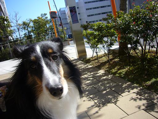 e0130008_15113148.jpg