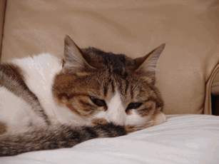 c0136736_14153868.gif