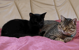 c0136736_14212535.gif