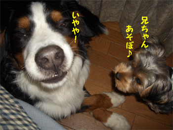 c0143711_10571470.gif
