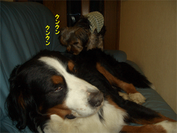 c0143711_11545590.gif