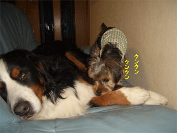 c0143711_115525100.gif