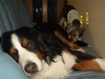 c0143711_1155824.gif
