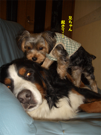 c0143711_12131123.gif