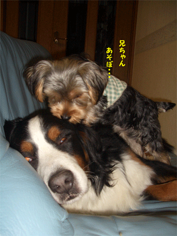 c0143711_12131977.gif