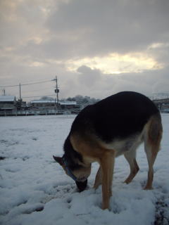 c0090220_9413346.jpg