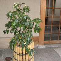 d0033734_15372041.jpg